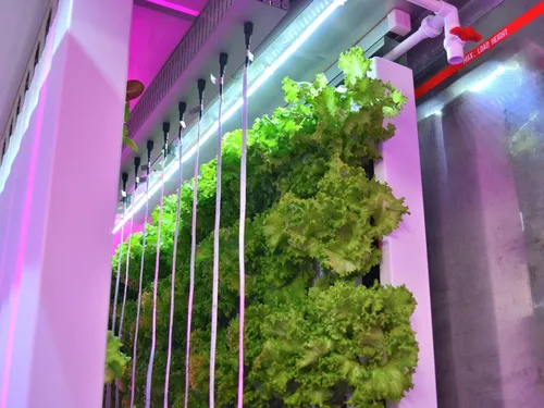 Des salades et fraises qui poussent à la verticale, dans des...